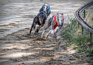 318 Fotograf  Per Martens  -  Dog Race  